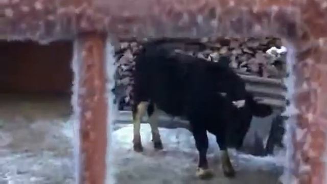 23/12/12 The Bull Of Urmaevo