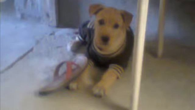 Brakhito Nino смотреть онлайн