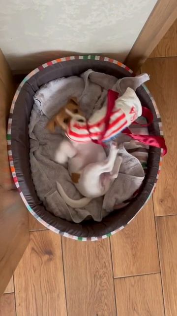 Джек Рассел. Boxing #jackrussell #джекрассел #jackrussellterrier #shorts #джекрасселтерьер #собака
