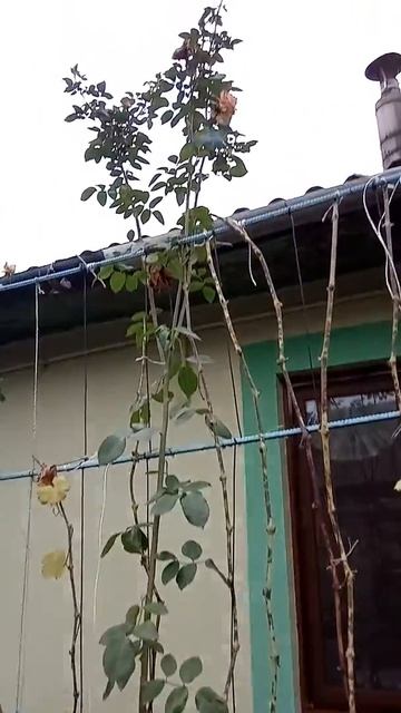 Роза высотой 4 метра😲😲😲 смотреть онлайн