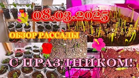 08.03.2025 КАК ПОЖИВАЕТ РАССАДА С МЕЖДУНАРОДНЫМ ЖЕНСКИМ ДНЁМ смотреть онлайн