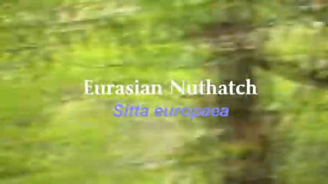 Pied Flycatchers and Nuthatch смотреть онлайн