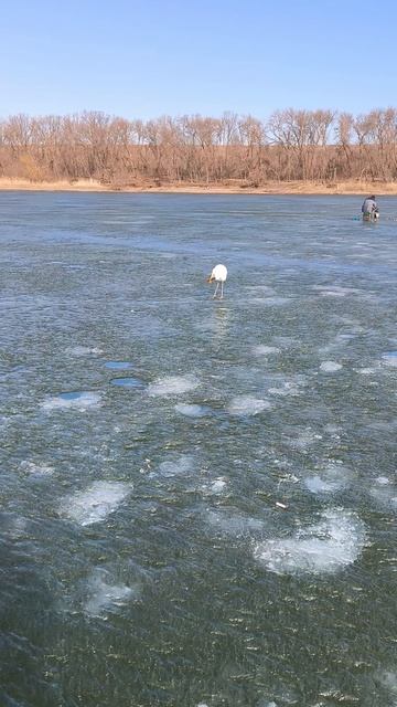 Кормлю птицу на рыбалке #случайнарыбалке смотреть онлайн