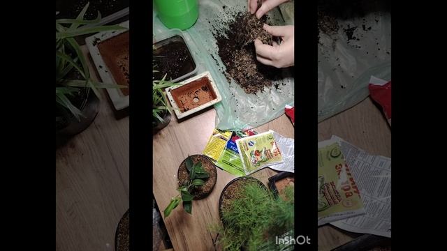 Пересадка бонсай