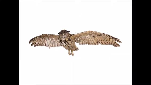 30_1_4 flash cards 1 sec no sound/no words (Animals) смотреть онлайн