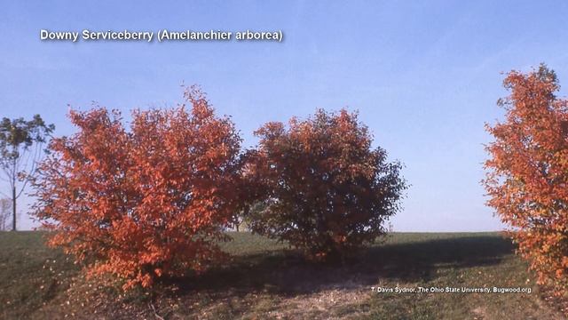 Q&A – Is one type of serviceberry better in a residential setting? смотреть онлайн