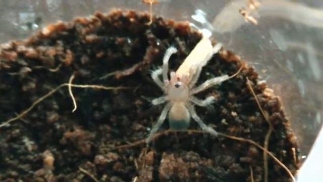Pterinopelma sazimai L1 pierwsze karmienie смотреть онлайн
