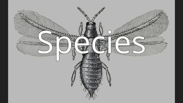 Baenothrips смотреть онлайн