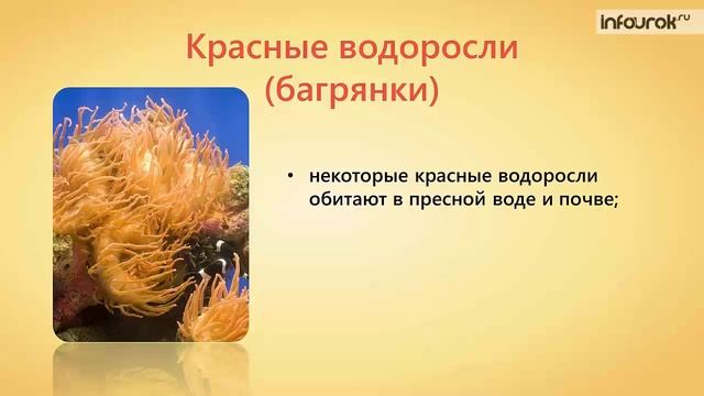 14. Многоклеточные водоросли смотреть онлайн