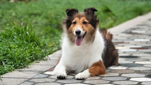 Top 10 Smartest Dog Breeds That Will Leave You Amazed! смотреть онлайн