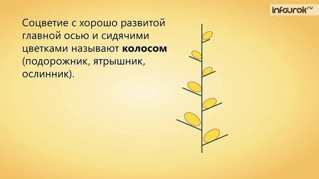 30. Соцветия смотреть онлайн