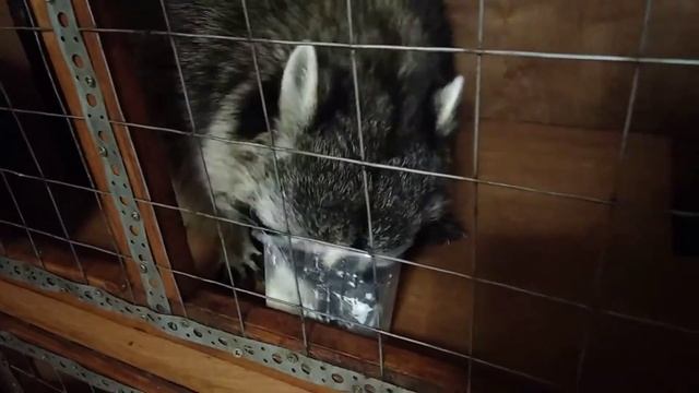 Макс. И творожная масса. смотреть онлайн