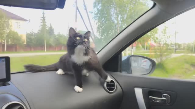 Дневник кошечки Пуси. Муха