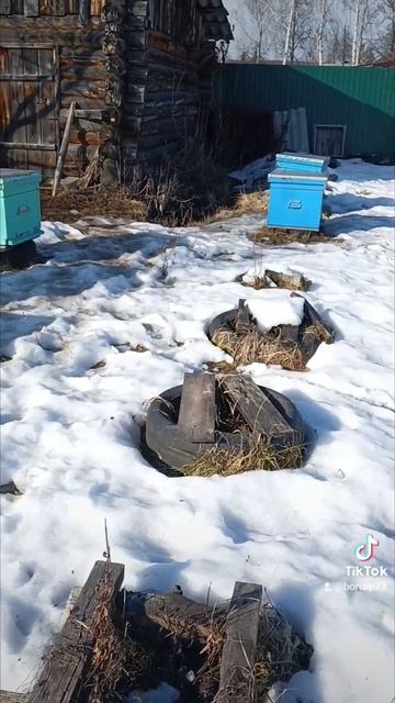 Первая обълётка моих отводков 🐝🐝🐝🐝 смотреть онлайн