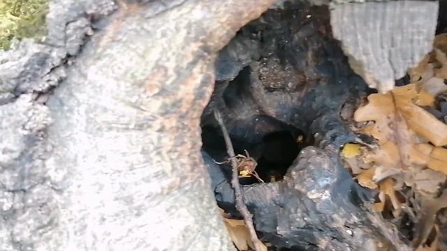 Asya Dev Eşek Arısı Yuvası İle Karşılaştım. Vespa Mandarinia, Eşek Arısı, Vespa, Hornet, Ali Aydoğd