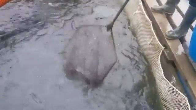 19.11.19. Запуск форели 75 кг на малый водоём