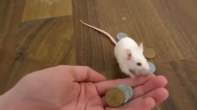 Мышка платит за орехи хахах смотреть онлайн