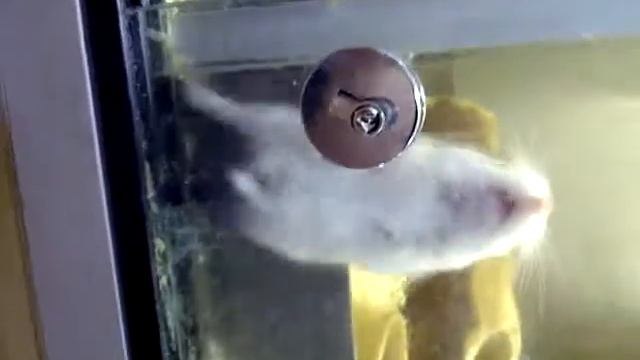 Russian Dwarf Hamster Going Crazy смотреть онлайн