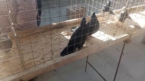 Ярмарка голубей в г. Курск 9.03.2025. Сервантные!!!