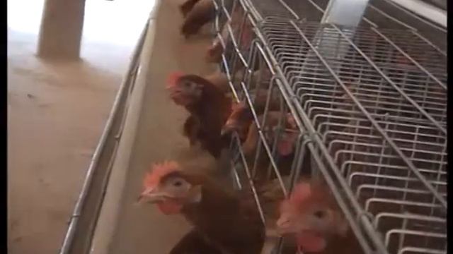 FAUZEE FARMS AD смотреть онлайн