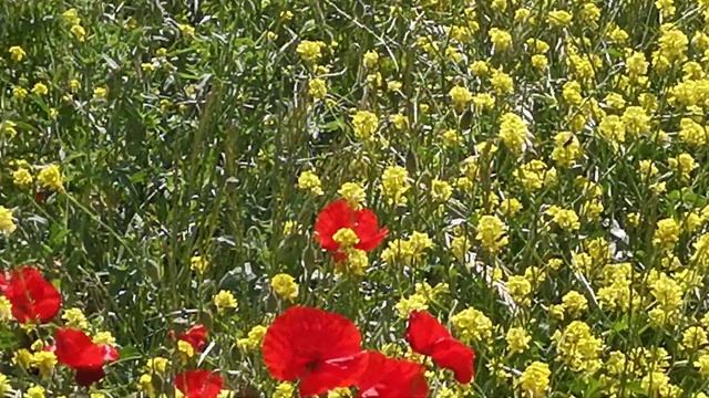 Цветут маки смотреть онлайн