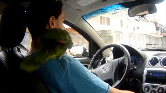 Gui50  Jac J3  - Meu Papagaio no Carro Tem Também - Falando um Pouquinho sobre ele