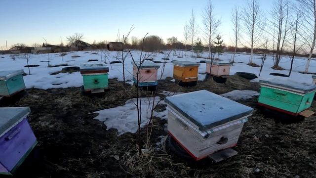 Вынес пчёл с подвала все живы ,здоровы. смотреть онлайн
