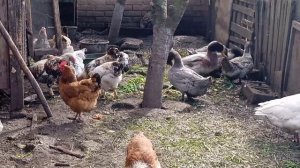 Уборка двора. Обрезаю всё что надо и не надо. Мой хоз двор. Жизнь простых людей.