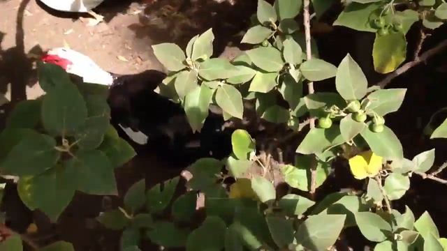 Отдых по купону от компании ReWorld Тенерифе смотреть онлайн