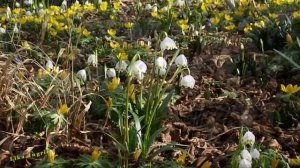 весенние признаки