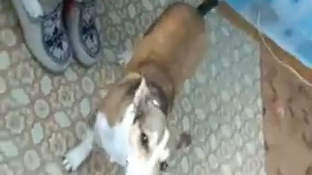 Магнит ест пончики