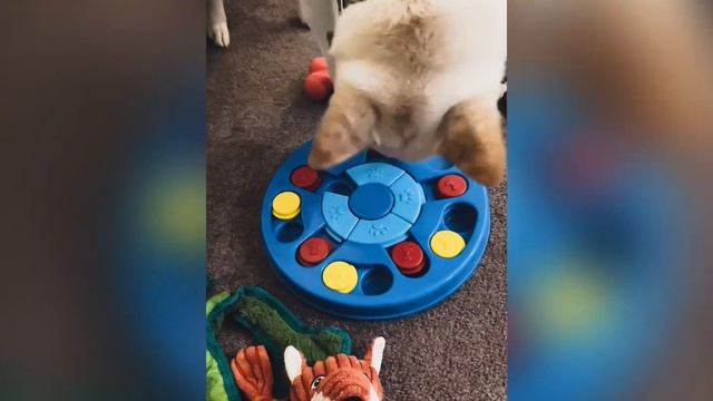 Smart Shiba Inu Solves Dog Toy Puzzle - Best for Brain Development смотреть онлайн