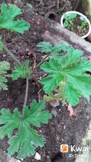 Malva crespa. смотреть онлайн