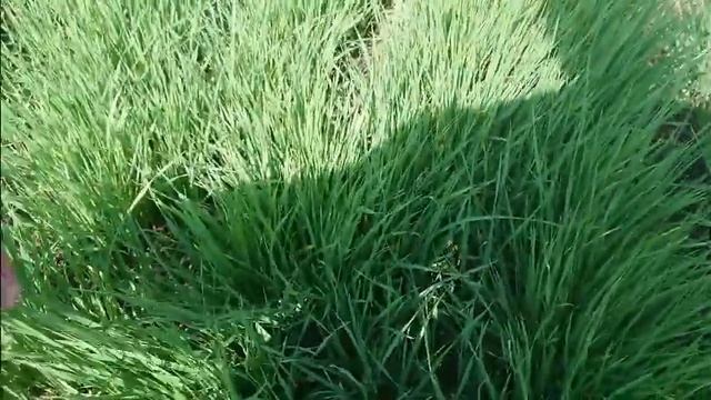 Ячмень Адапт, посев РУМОМ и результат через 1.5 месеца. смотреть онлайн
