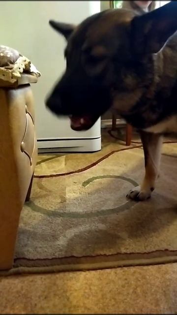 ЛУКАШЕНКО: ЗАЧЕМ ЕСТЬ МЯСО НА НОЧЬ С КАРТОШКОЙ?