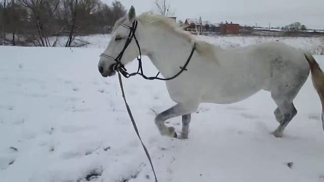 Пелагея. Рысь, галоп смотреть онлайн