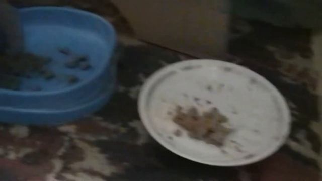 №25. 18.01.2021г. 20:41. Сима кушает гурмэ с тунцом и уходит спать. смотреть онлайн