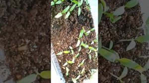 Почему погибает рассада помидоров 🍅 Проверяем семена на всхожесть.