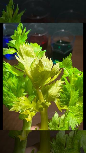 Colorful Celery Experiment: How Plants Absorb Water смотреть онлайн
