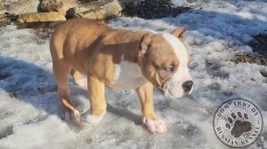 Дети Американского Булли 🥰