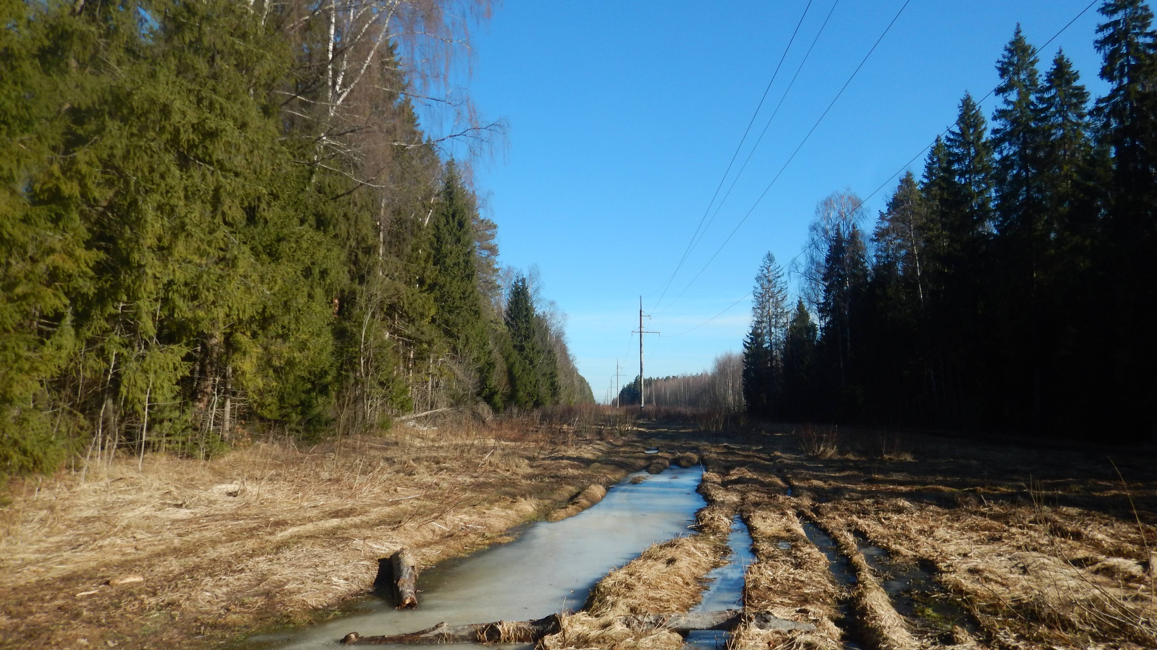 Прогулка в Некрасовском лесу
