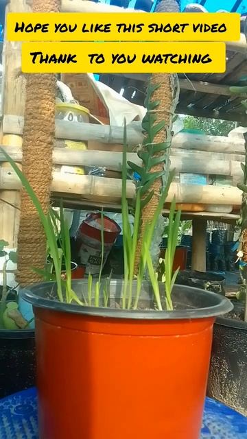 freesia flower plant. #freesiaflower #plants #plantlover #thulungnursery смотреть онлайн