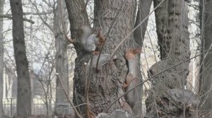 Вот она пришла весна...