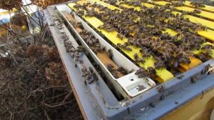 полный отказ от вощины, рамок из дерева, часть 24, облет пчел, даю воду и белковое канди, 9.03.2025