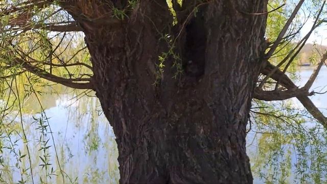 С праздником ! Радуйтесь вместе с нами !🥰 смотреть онлайн