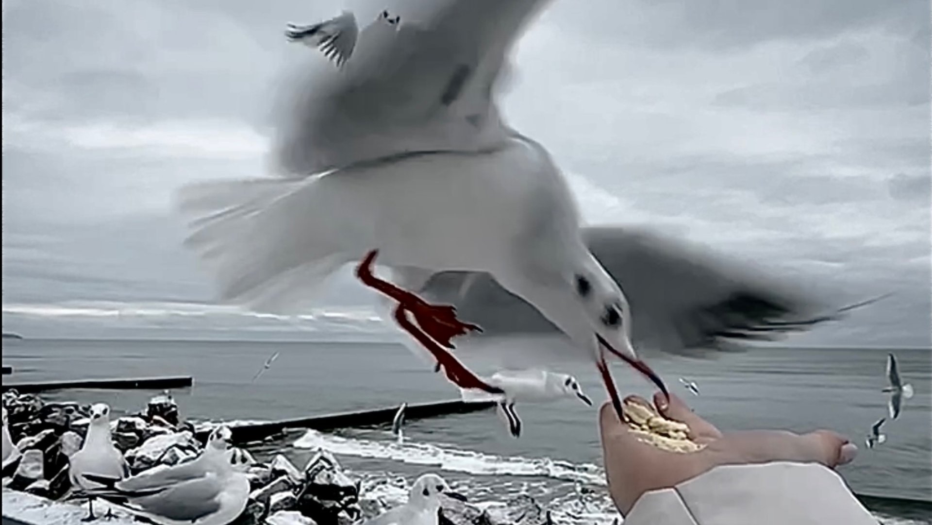 Калининград / Светлогорск / Зеленоградск