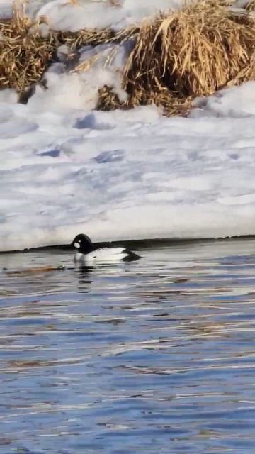 Barrows Goldeneye 😍 #nature #birds #photography смотреть онлайн