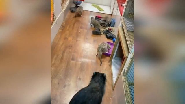 Они вернулись! Еноты снова Здесь! смотреть онлайн