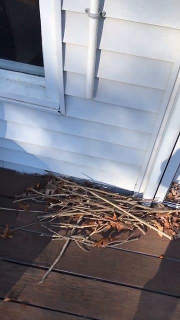 Будни обзорщика. Собираю хворост. Скрытая камера бдохновил на заготовку дров. Америка в письмах. смотреть онлайн