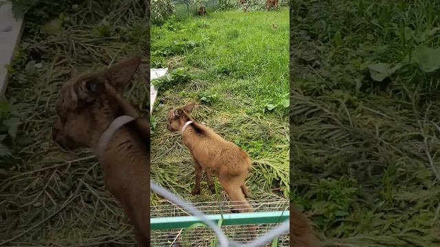 Лосинная ферма рядом с г.Кострома смотреть онлайн